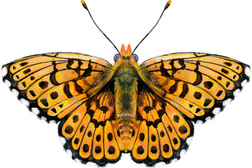 The Pearl Bordered Fritillary. Butterfly watercolor illustration