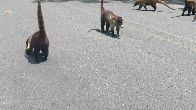 The gang of South American coati (Nasua nasua) on the road in Costa Rica