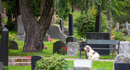 Dog guardingOwner's tombPlace in a Cemetery