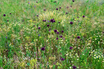 Mixed-grass blooming steppe on disturbed derelict land. Broadleaf wild leek (Allium atroviolaceum)...
