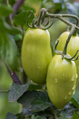 Spring garden after rain. Beautiful blooming colorful flowers. There are drops of water on the leaves.