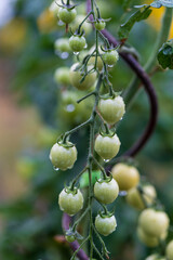 Spring garden after rain. Beautiful blooming colorful flowers. There are drops of water on the leaves.
