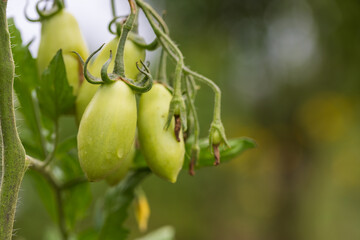 Spring garden after rain. Beautiful blooming colorful flowers. There are drops of water on the leaves.