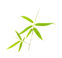 green bamboo leaves isolated on white background