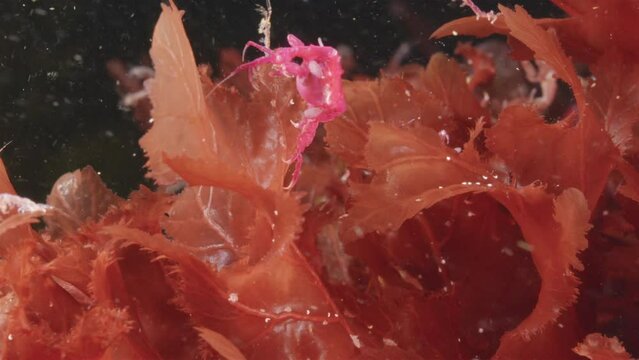 Colony of skeleton shrimps Caprella sp. attached to algae, order Amphipoda. Omnivorous, feeding on diatoms, detritus, protozoans, and crustacean larvae. White sea
