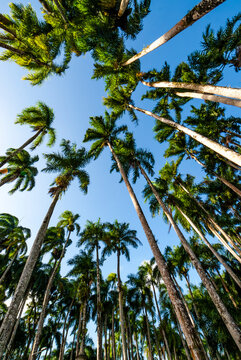 Garden of Palms (Palmentuin) in Paramaribo, Suriname, South America
