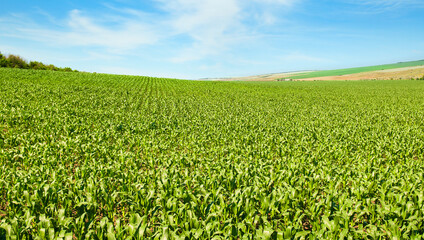 Fototapeta na wymiar Green field of corn and blue sky. Wide photo.