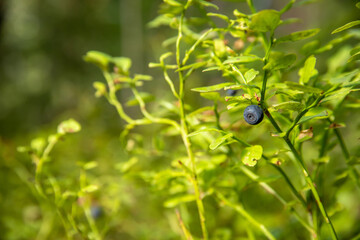 a close up of blue berries in green forest