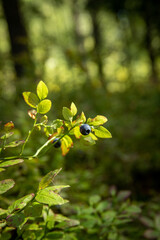 a close up of blue berries in green forest