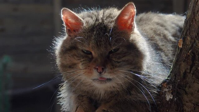european wildcat (felis silvestris) in nature outdoors
