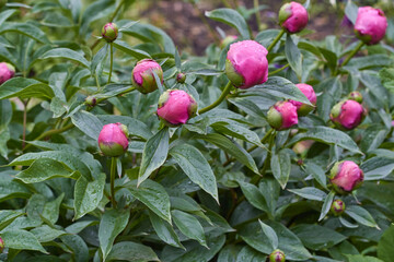 pink peony flower buds with green leaves.