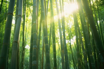 sunlight through bamboo forest