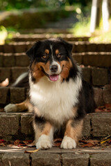 AUSTRALIAN SHEPHERD. 