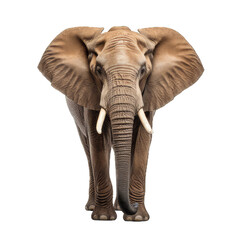 Elephant isolated 
