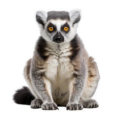 Lemur close-up isolated