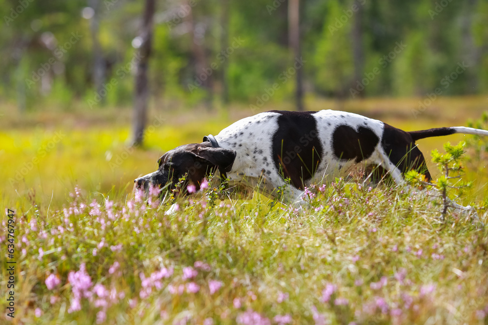 Wall mural Dog english pointer portrait