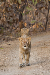 ASIATIC lions At Gir National Park