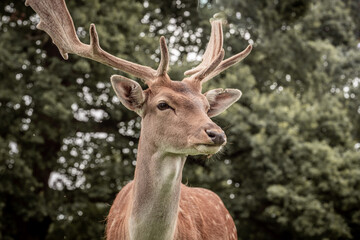 Deers at dunham massey 