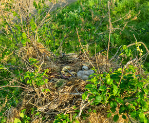 Long-legged buzzard (Buteo rufinus) nestlings are 5 days old, elder's eyes are open. Parents...