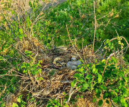 Long-legged buzzard (Buteo rufinus) nestlings are 5 days old, elder's eyes are open. Parents brought Balkan snake (Coluber jugularis) as food. View of nest and surroundings at Field elm (Ulmus). 