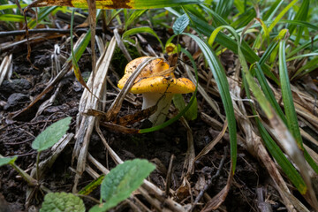 mushrooms in the forest. Ecotourism in the forest. Mushrooms against the background of the forest