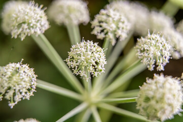 Angelica (Archangelica officinalis), umbelliferae, medicinal plant, 