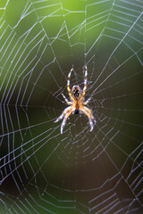 Blurred silhouette of a spider in a web on a blurred natural green background. Selective focus. 