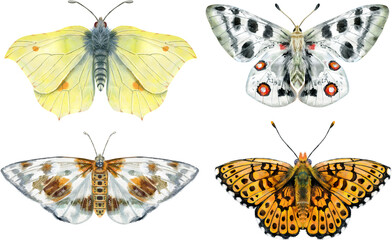 Naklejka premium Set of watercolor butterflies different colors, isolated on white