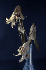 Dried old lily flowers of white color on a dark black background