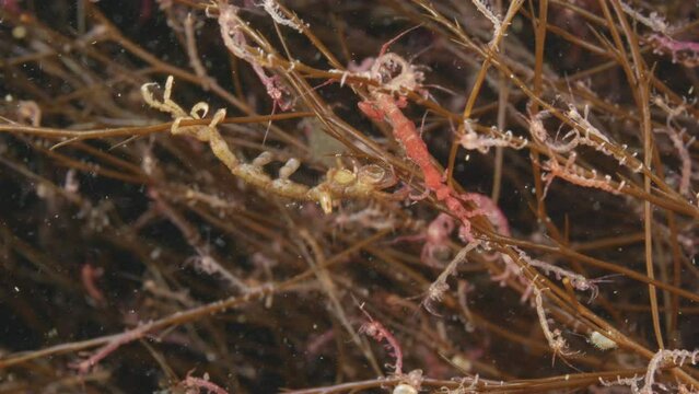 Colony of skeleton shrimps Caprella sp. attached to algae, order Amphipoda. Omnivorous, feeding on diatoms, detritus, protozoans, and crustacean larvae. White sea