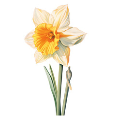 Fototapeta premium daffodil isolated on white or transparent background, PNG