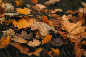 Yellow fallen maple leaves on the ground in the forest. Autumnal