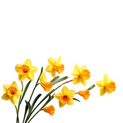 Fototapeta na wymiar daffodil isolated on white or transparent background, PNG