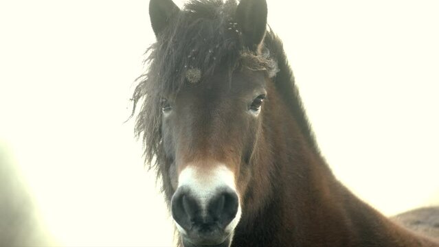 Closeup sunlit wild exmoor pony horse have rest standing in the middle of pasture in late autumn nature habitat in Milovice, Czech republic. Protected animals considered as horse ancestor