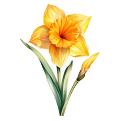 daffodils isolated on transparent background