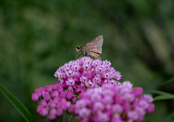 Moth on a flower