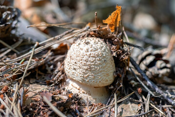 Mushroom warted amanita (Amanita strobiliformis)