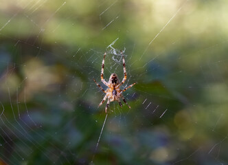 Cross spider (Araneus diadematus) Selective focus, blurred background