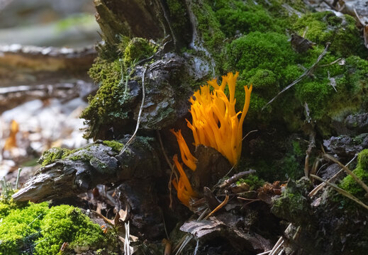 Mushrooms Goat's Beard (Ramaria flava) growing in the forest. Selective focus, blurred background