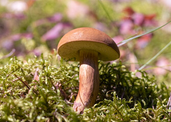 Mushrooms admirable bolete (Aureoboletus mirabilis) Selective focus, blurred background