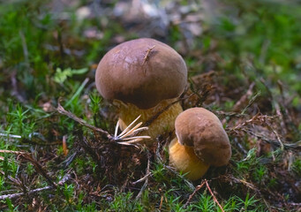 Mushrooms admirable bolete (Aureoboletus mirabilis) Selective focus, blurred background