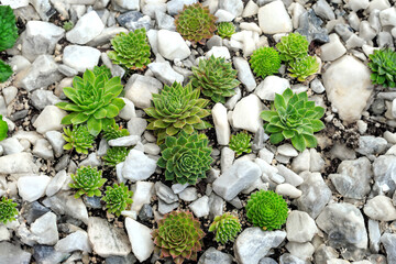 This image shows a close-up of several succulent plants and rocks in an outdoor setting. 