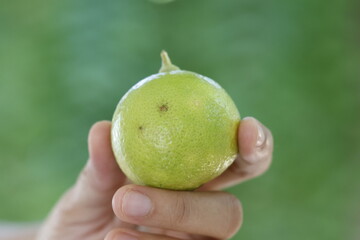 Close up, hand holding lime