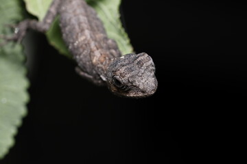 The chameleon or tree lizard is on leaf at night isolated on black background.