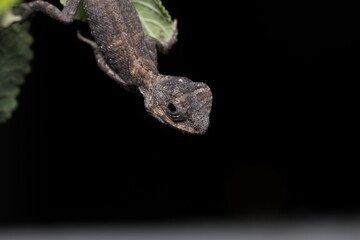 The chameleon or tree lizard is on leaf at night isolated on black background.