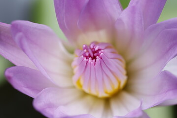 Naklejka premium close up pollen of pink lotus or water lily blooming, macro photography.