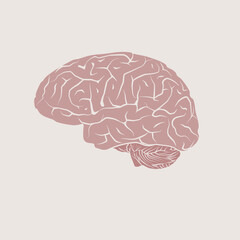 human brain vector. Vector illustration of human brain. Simple flat drawing of brains. Pink brains, icon.