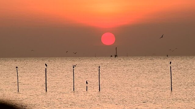 Seagulls flying in the evening sunset, prepare to return back to their nest soon.