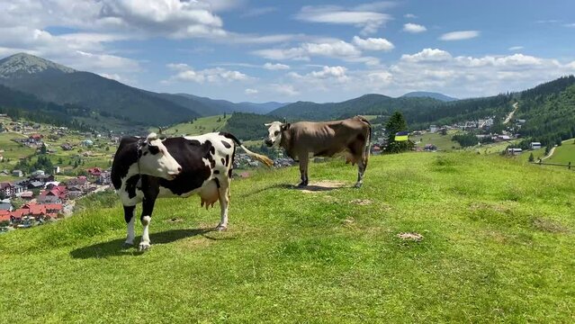 Close up of Stud Beef bulls and cows grazing on grass in a field, in Australia. eating hay and silage. breeds include speckle park, murray grey, angus, brangus and wagyu and hereford.