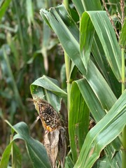 butterfly on grass
